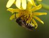 Coelioxys sp.